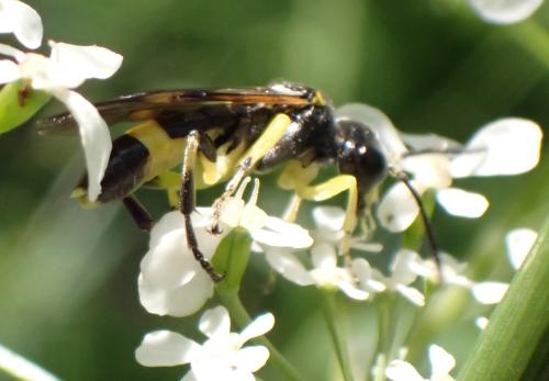 Zonuledo zonula